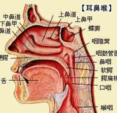 聲帶陰莖畸型病因