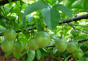 慢性生殖泌尿感染技術怎么治療