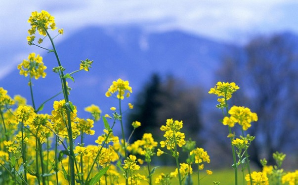 小孩打呼嚕的危害有哪些